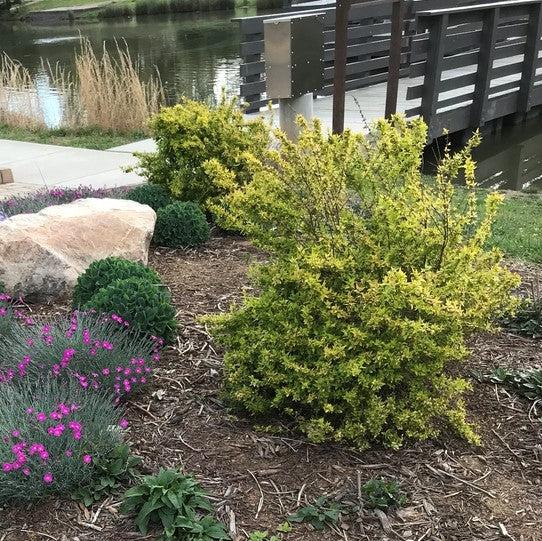 Euonymus japonicus 'Aureomarginatus' ~ Aureomarginatus Euonymus japonés