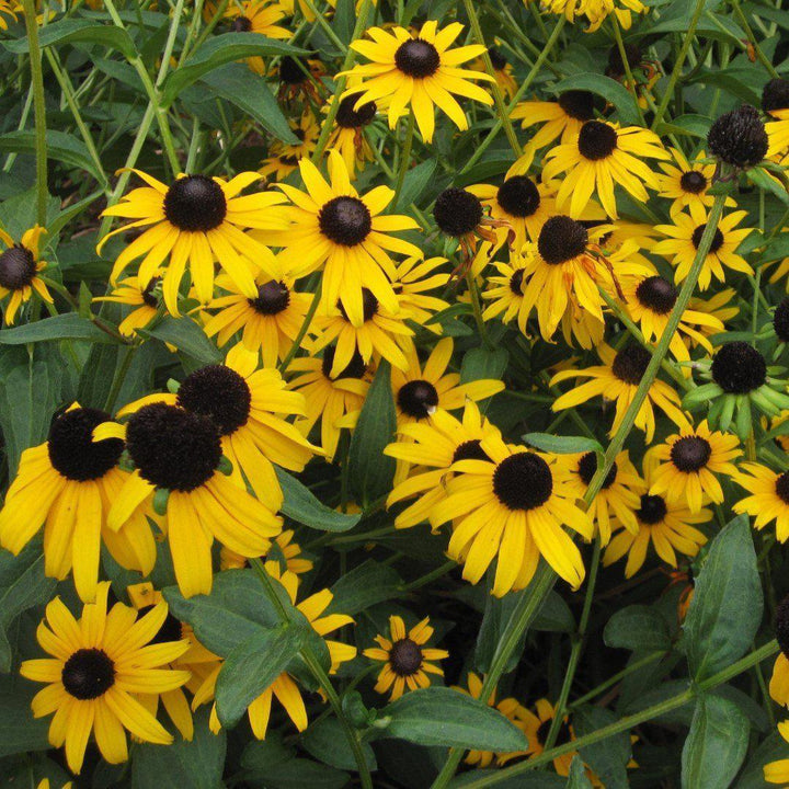 Rudbeckia 'American Gold Rush' ~ American Gold Rush Black-Eyed Susan