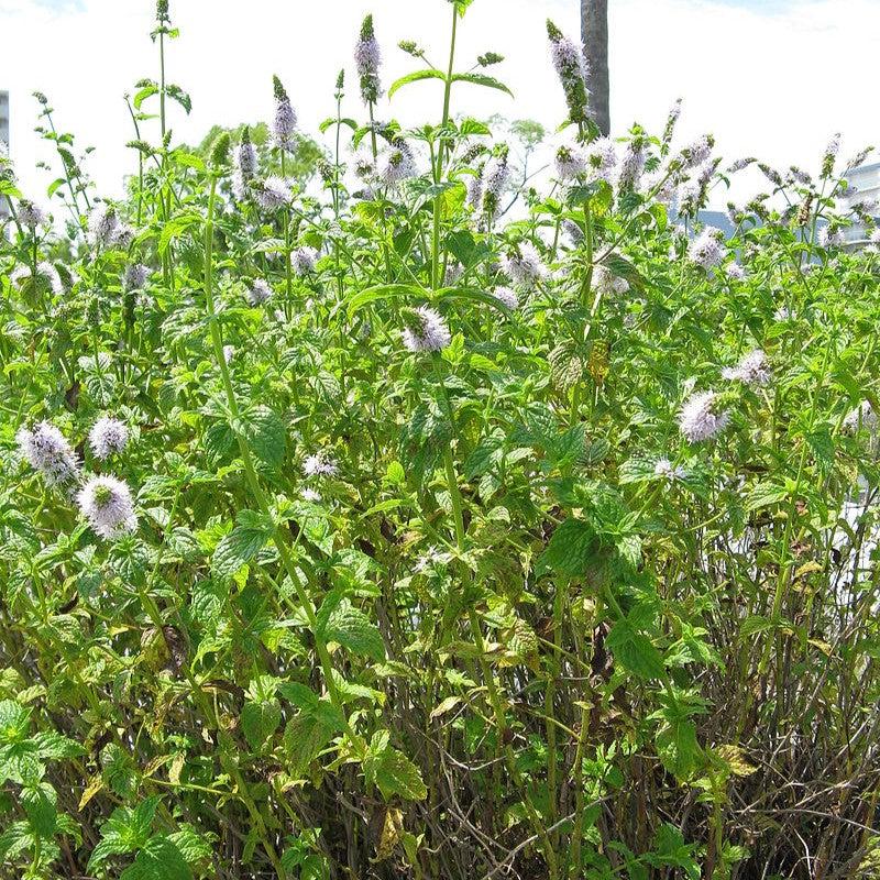 Mentha spicata ~ Spearmint