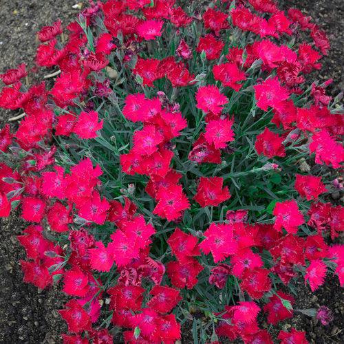 Dianthus 'Paint the Town Magenta' ~ Paint the Town Magenta Dianthus
