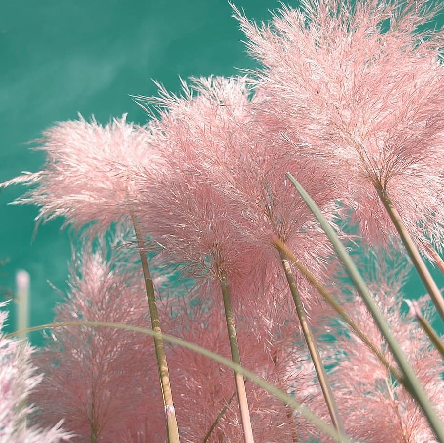 Cortaderia selloana 'Rosea' ~ Rosea Pampas Grass