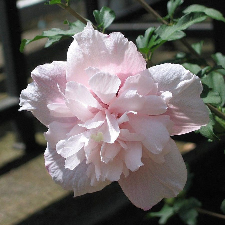 Hibiscus syriacus 'DS02SS' ~ Strawberry Smoothie™ Rose of Sharon