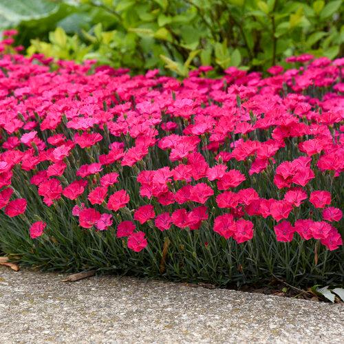 Dianthus 'Paint the Town Magenta' ~ Paint the Town Magenta Dianthus