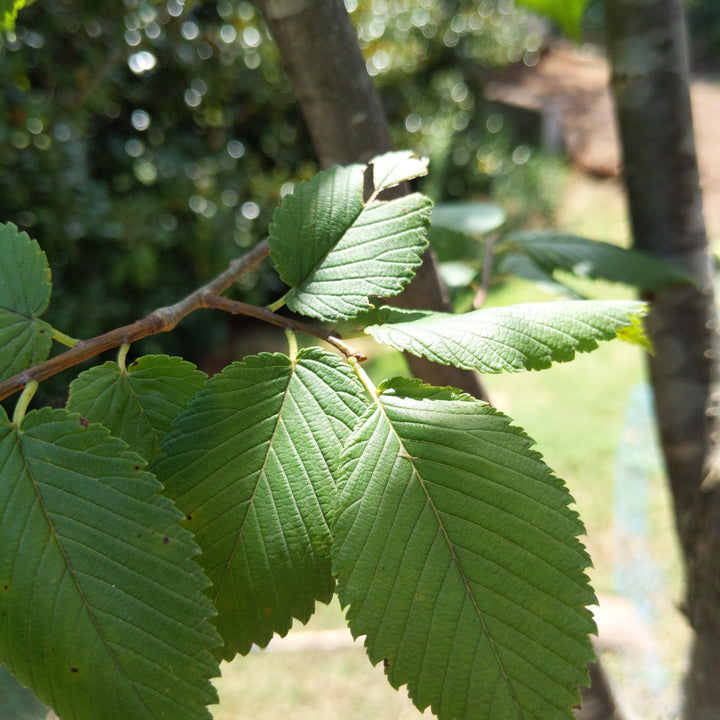 Ulmus americana 'Princeton' ~ Princeton American Elm