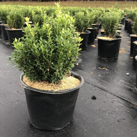 Buxus sinica var. insularis 'Franklin's Gem' ~ Franklin's Gem Korean Boxwood