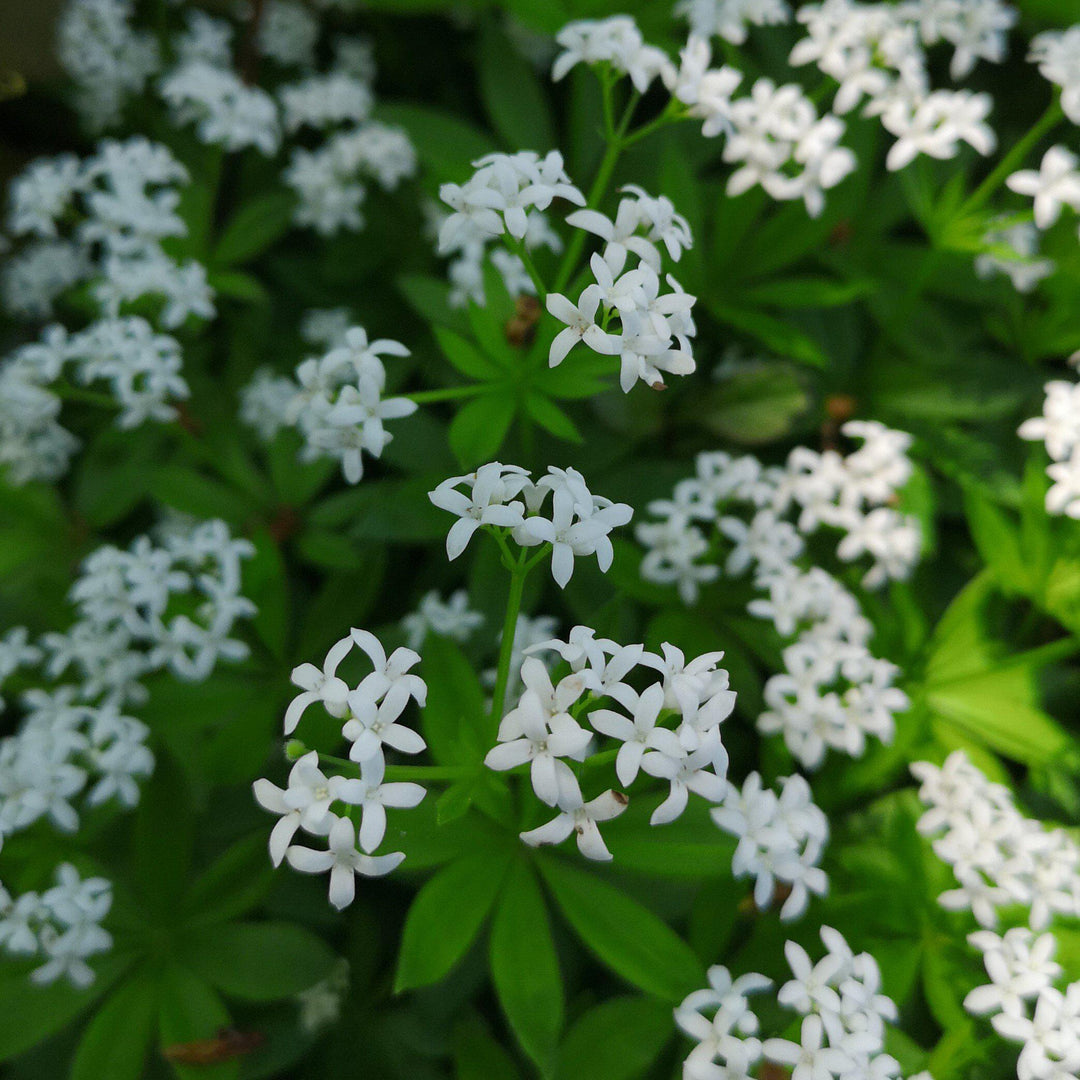 Galium odoratum ~ Sweet Woodruff