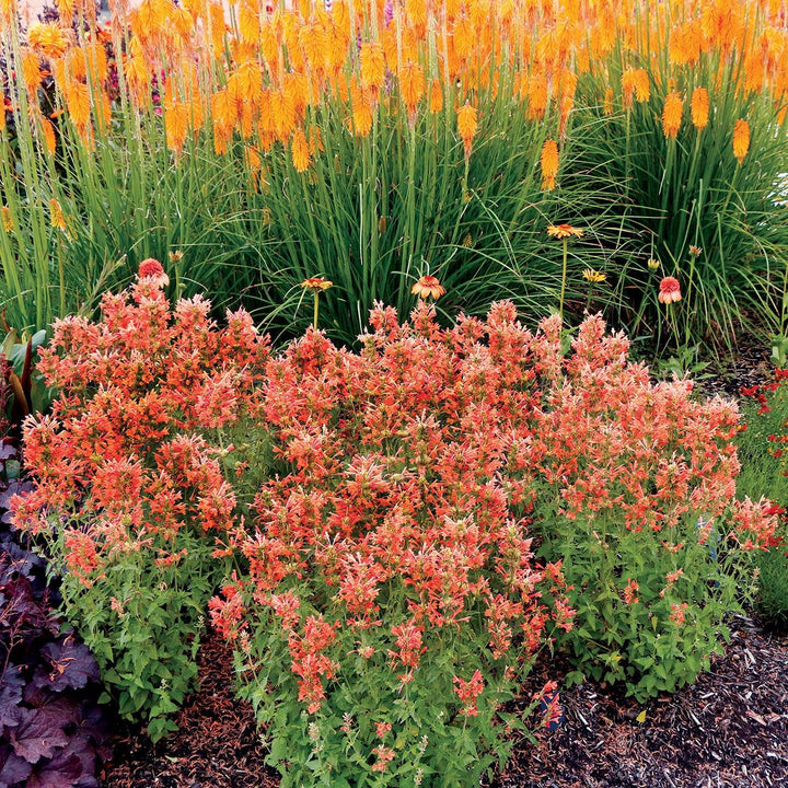 Agastache 'TNAGAPO' ~ Poquito™ Orange Hyssop