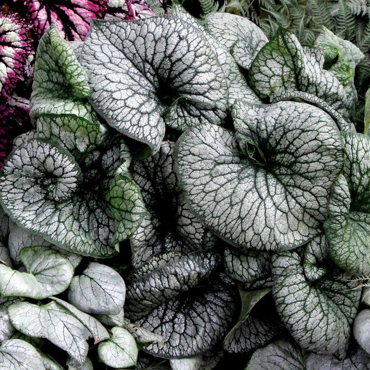 Brunnera macrophylla 'Alexander's Great' ~ Alexander's Great Siberian Bugloss