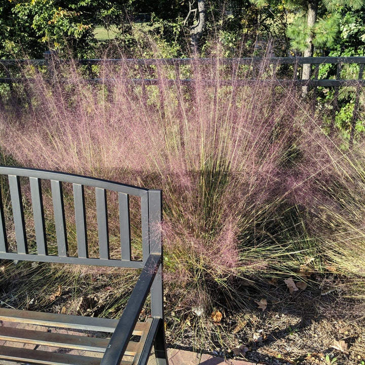 Muhlenbergia capillaris ~ Pink Muhly Grass