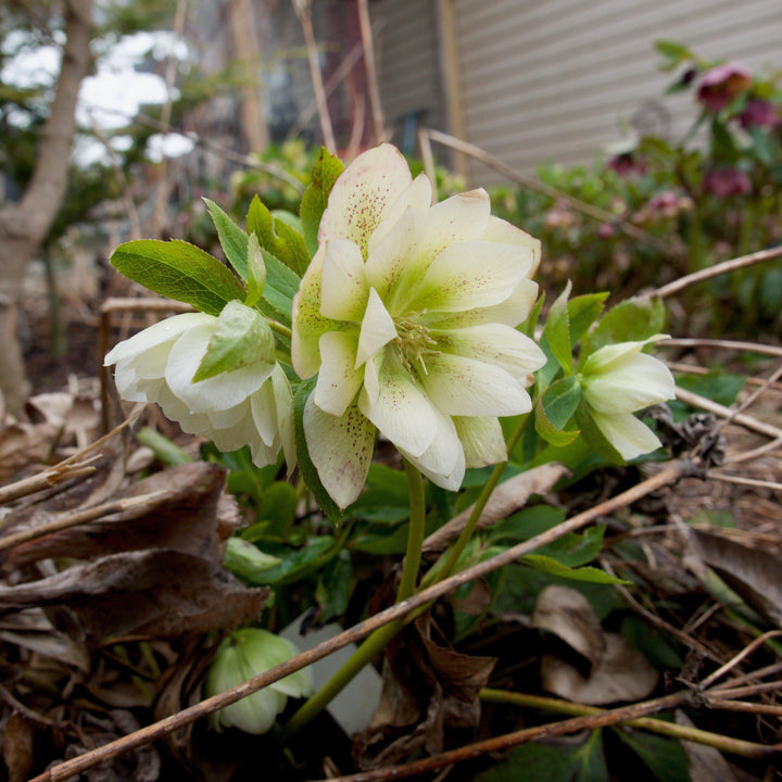 Helleborus 'Cotton Candy' ~ Winter Jewels® Cotton Candy Lenten Rose