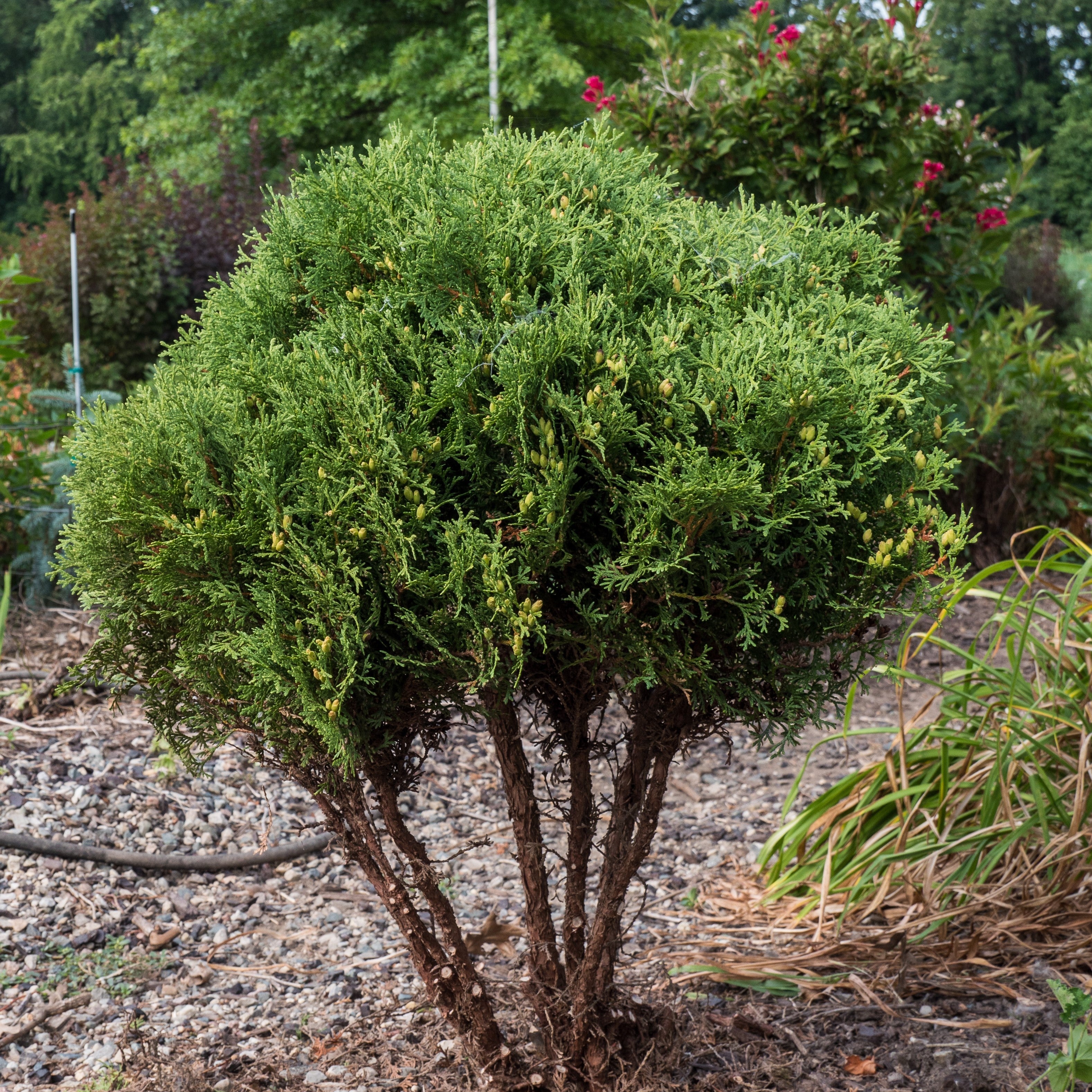 Thuja occidentalis 'Hetz Midget' ~ Hetz Midget Arborvitae, Mini