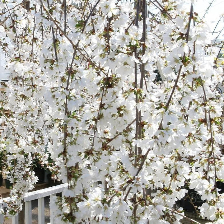 Prunus 'Snofozam' ~ Snow Fountains® Cereza llorona de Higan