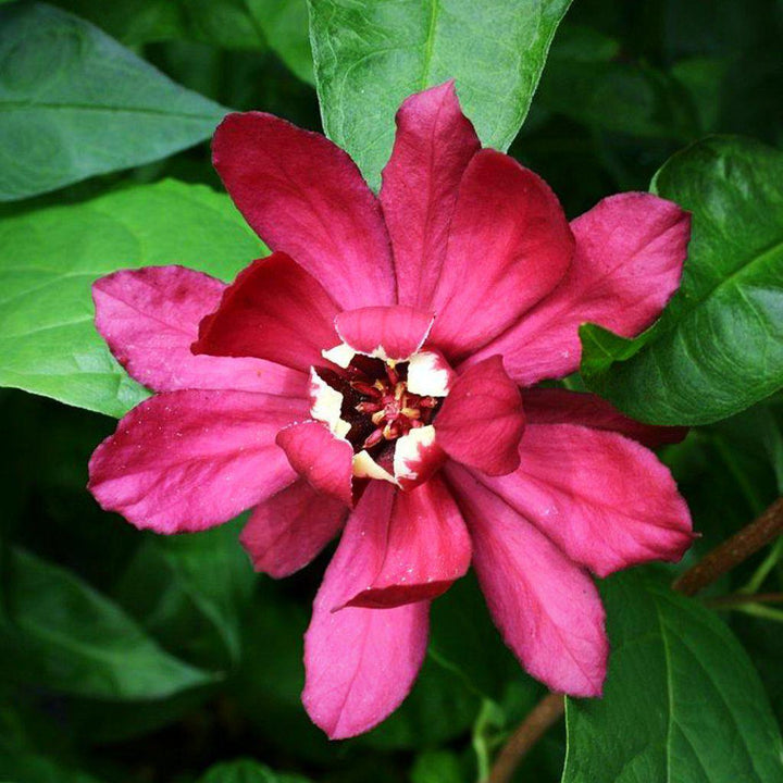 Calycanthus x raulstonii 'Vino Hartlage' ~ Arbusto dulce de vino Hartlage