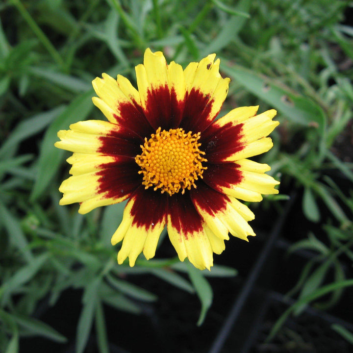 Coreopsis x 'Cosmic Eye' ~ Big Bang™ Cosmic Eye Tickseed