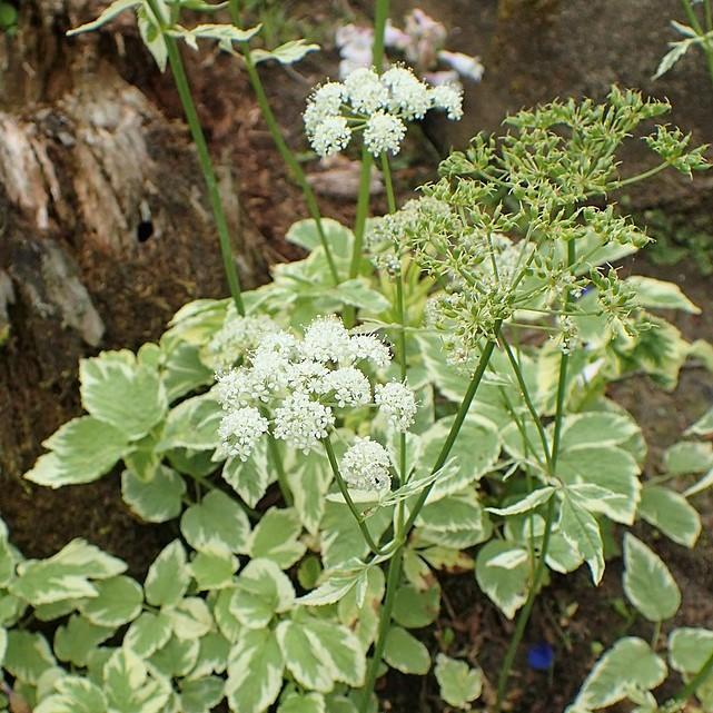 Aegopodium podagraria 'Variegatum' ~ Variegated Bishop's Weed