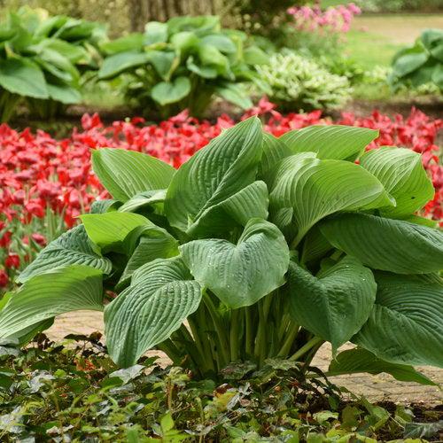 Hosta 'Empress Wu' PP20774 ~ PW® Shadowland® Empress Wu Hosta