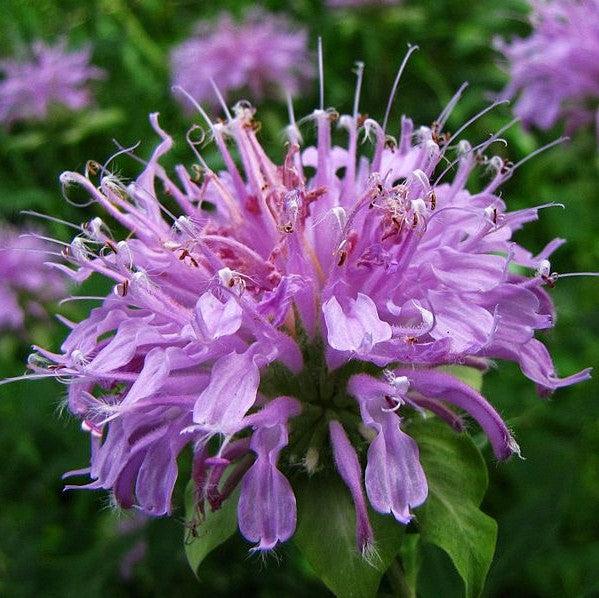 Monarda 'Blue Moon' ~ Sugar Buzz® Blue Moon Bee Balm