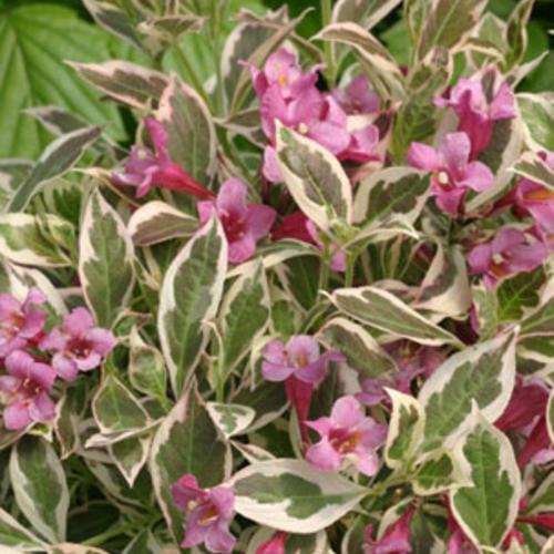 Weigela florida 'Verweig' ~ Mi Monet® Weigela