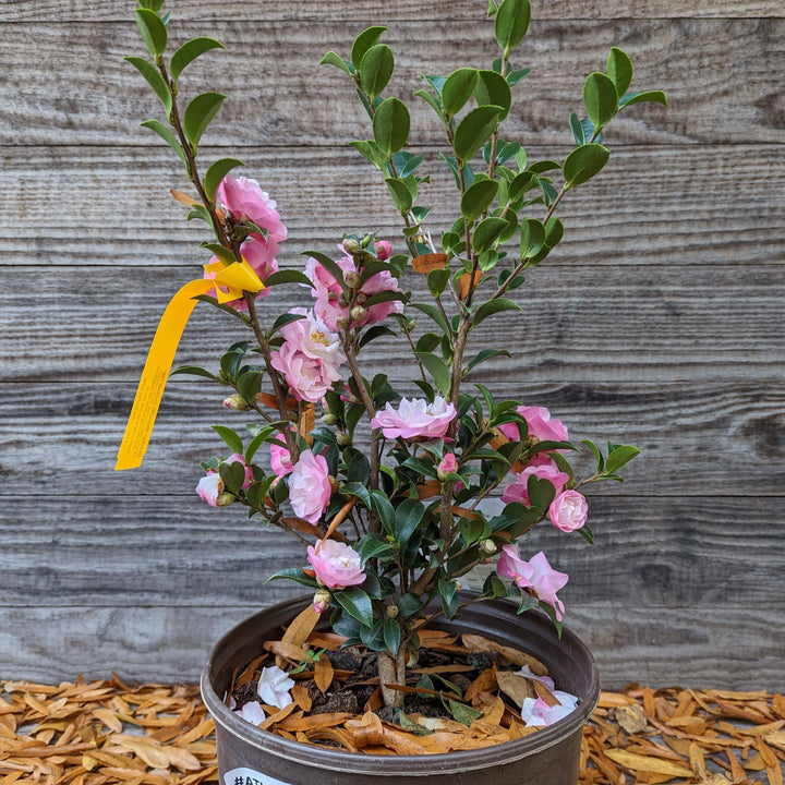 Camellia sasanqua 'Green 94-035' PP20465 ~ October Magic® Orchid™ Camellia