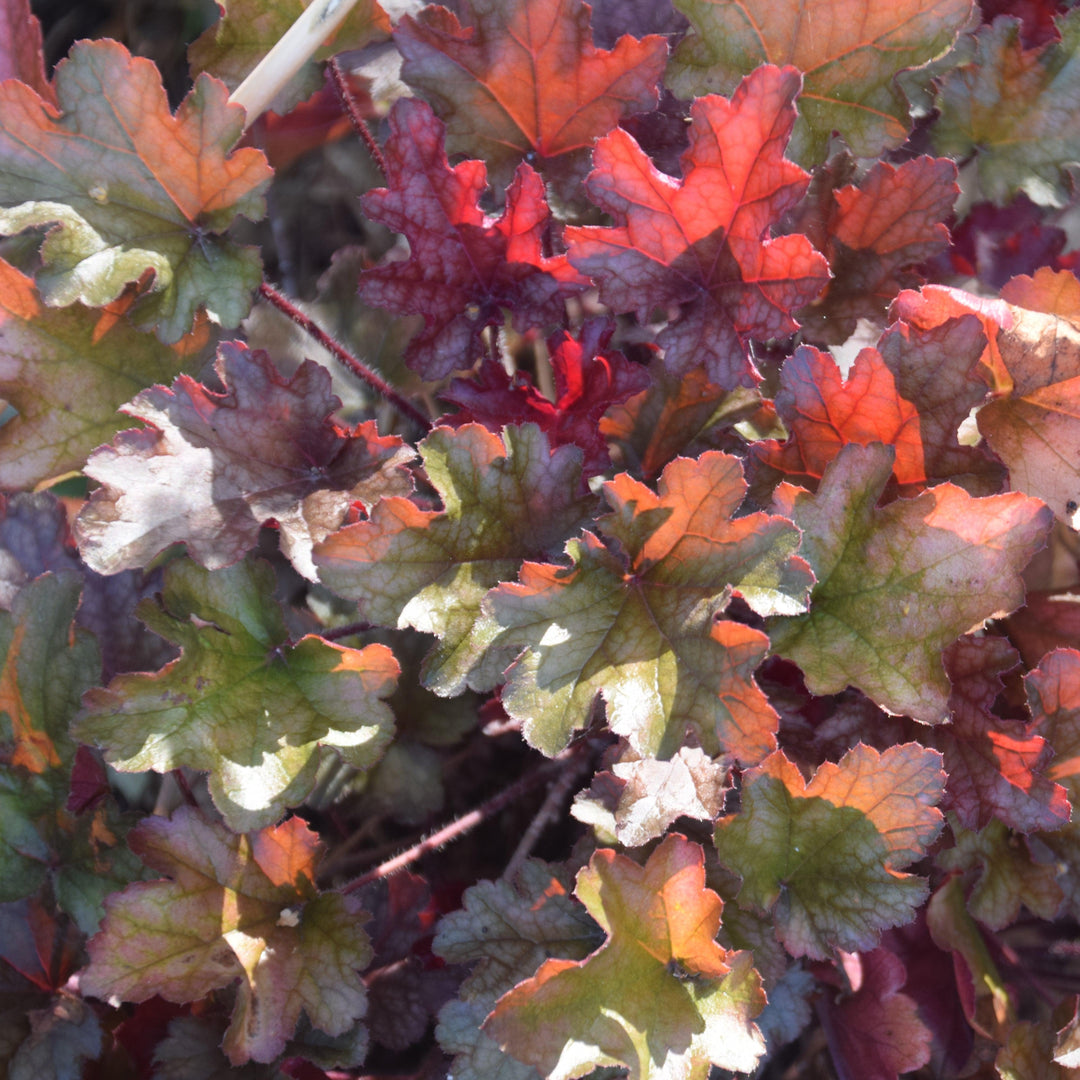 Heuchera x 'Peach Flambe' ~ Peach Flambe Coral Bells