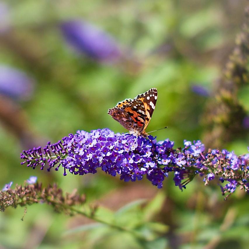 Buddleja davidii 'Nanho Blue' ~ ​​Arbusto de mariposa azul Nanho