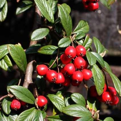 Cotoneaster dammeri 'Coral Beauty' ~ Coral Beauty Cotoneaster