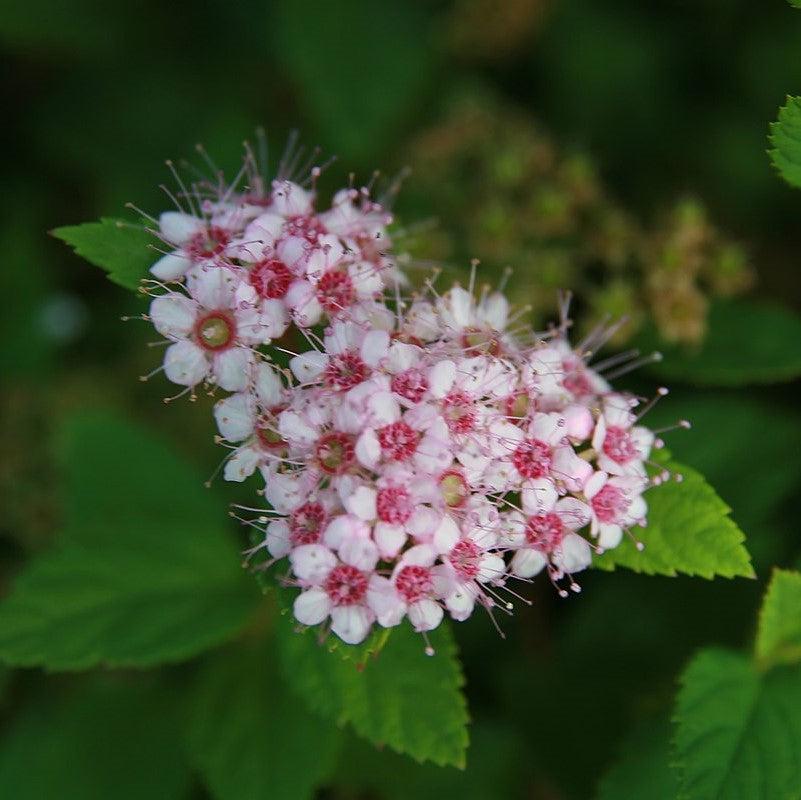 Spiraea japonica 'Pequeña Princesa' ~ Pequeña Princesa Spirea