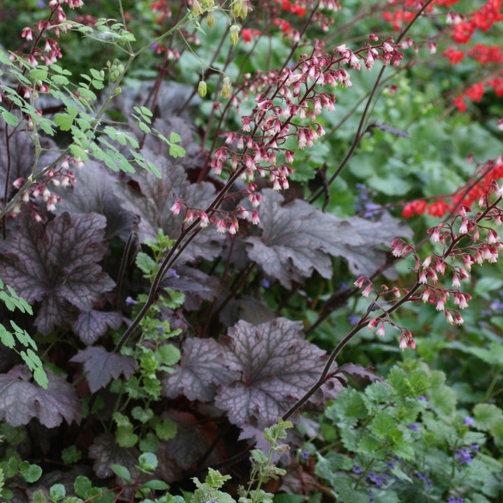 Heuchera micrantha 'Palace Purple' ~ Purple Palace Coral Bells