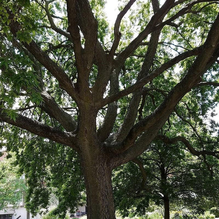 Celtis occidentalis ~ Hackberry