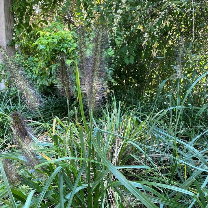 Pennisetum alopecuroides 'Moudry' ~ Moudry Fountain Grass