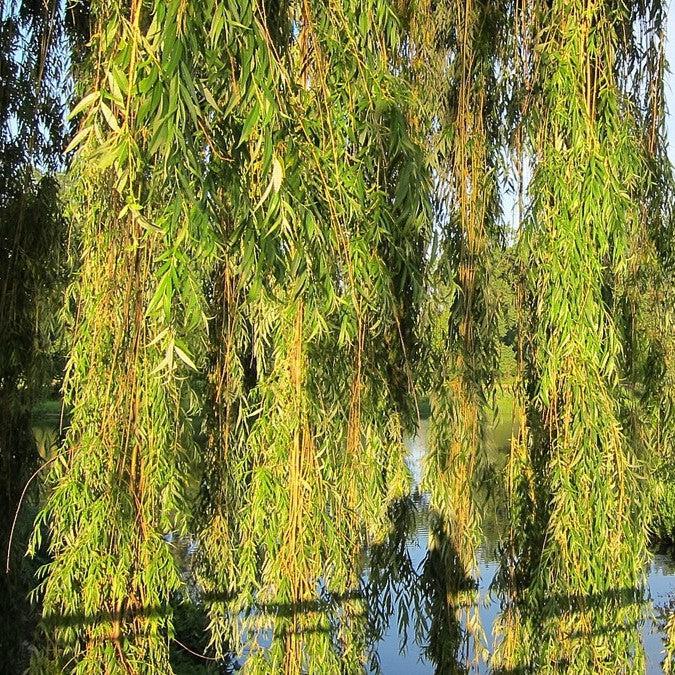 Salix alba 'Tristis' ~ Niobe Golden Weeping Willow