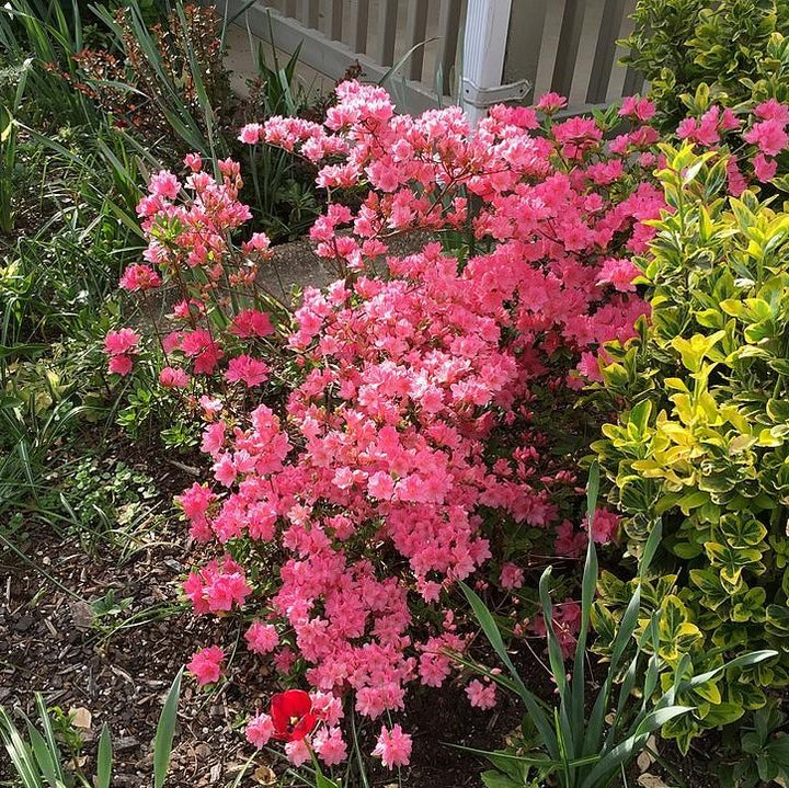 Azalea x 'Tradición' ~ Tradición Azalea