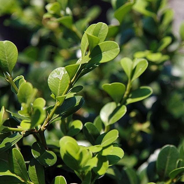 Buxus microphylla var. japonica 'Belleza Verde' ~ Boj de Belleza Verde