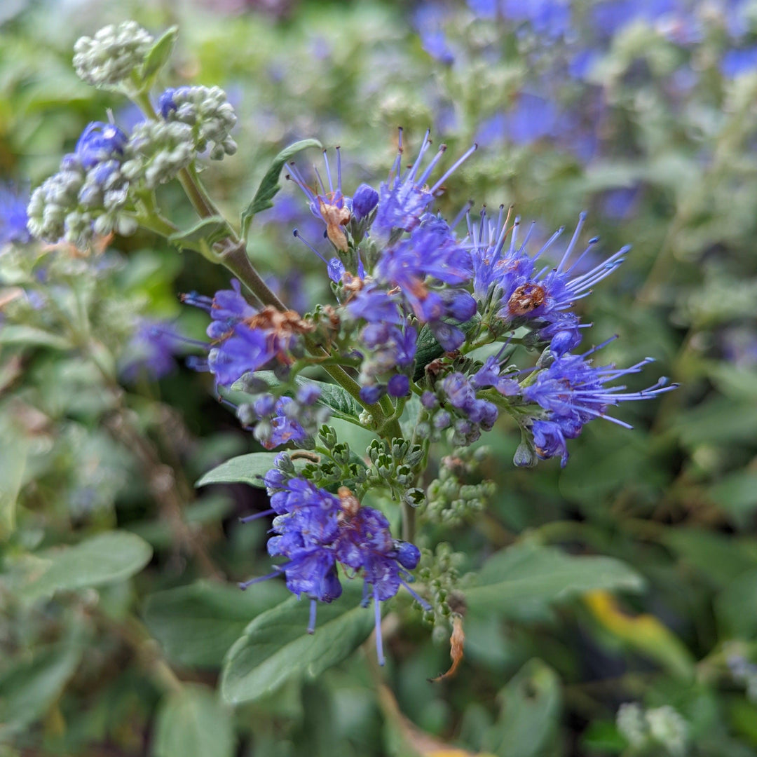 Caryopteris x clandonensis 'CT-9-12' ~ Beyond Midnight® Bluebeard