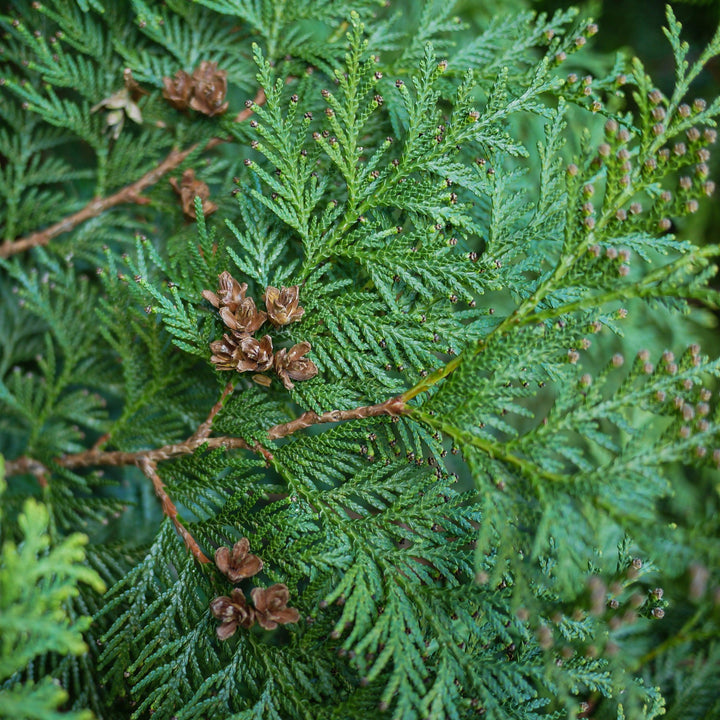 Thuja occidentalis 'Hetz Wintergreen' ~ Hetz Wintergreen Arborvitae