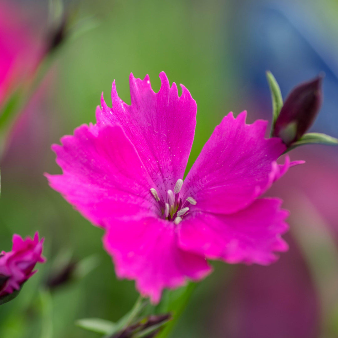 Dianthus 'Kahori' ~ Kahori Dianthus, Carnation