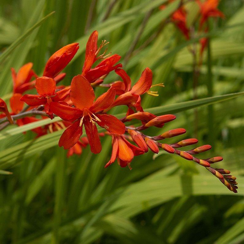 Crocosmia 'Lucifer' ~ Lucifer Crocosmia