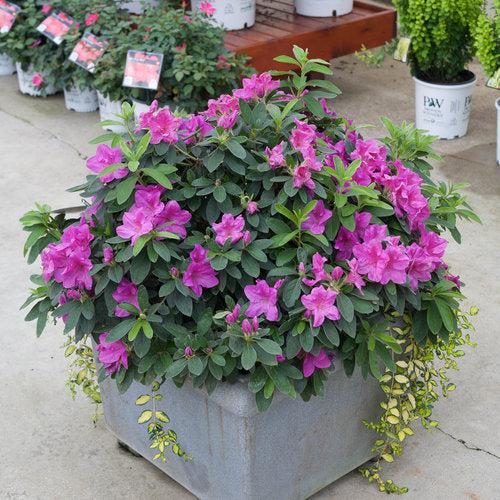 Rhododendron 'RLH1-4P19' ~ Bloom-A-Thon® Lavender Azalea