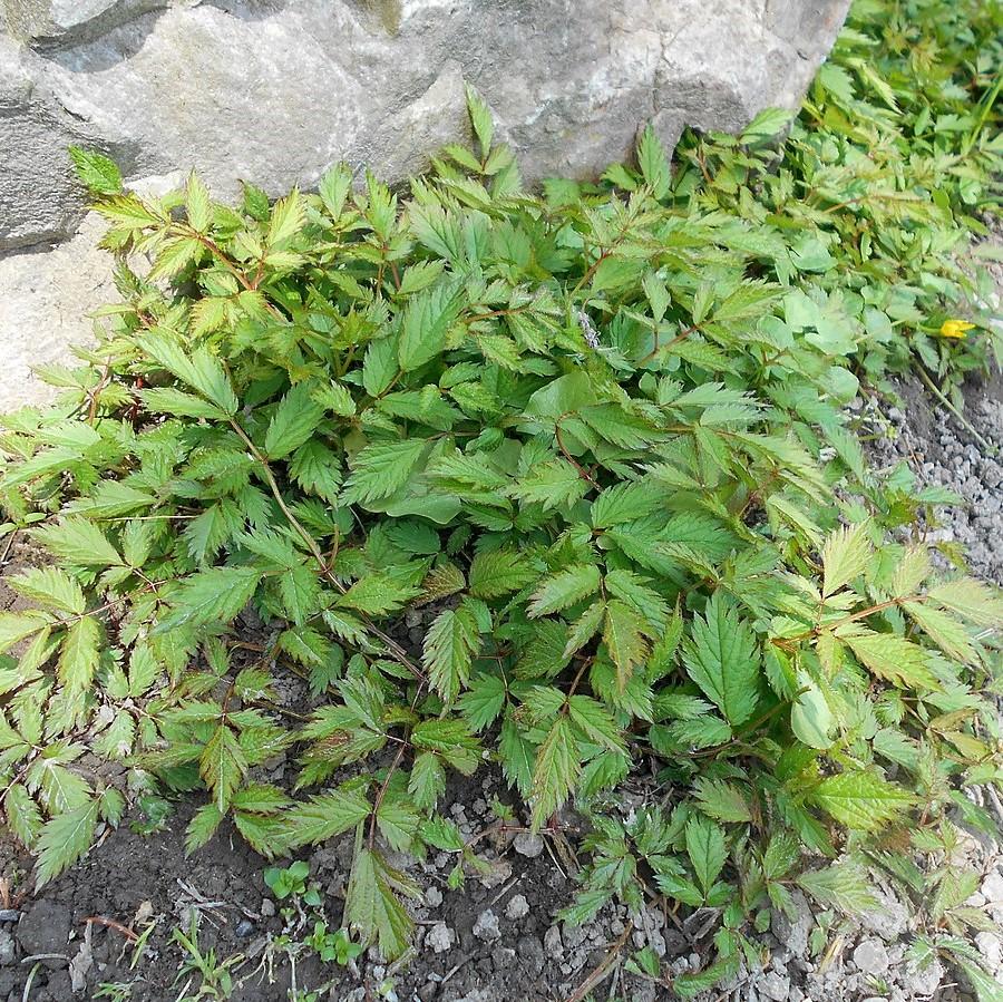 Astilbe chinensis 'Pumila' ~ Pumila Chinese Astilbe