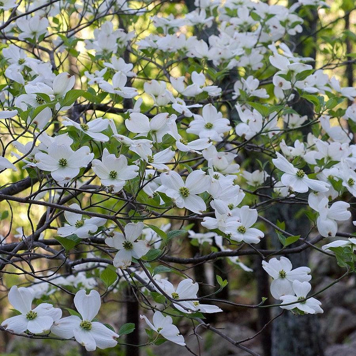 Cornus Florida 'Appalachian Mist' ~ Appalachian Mist Dogwood