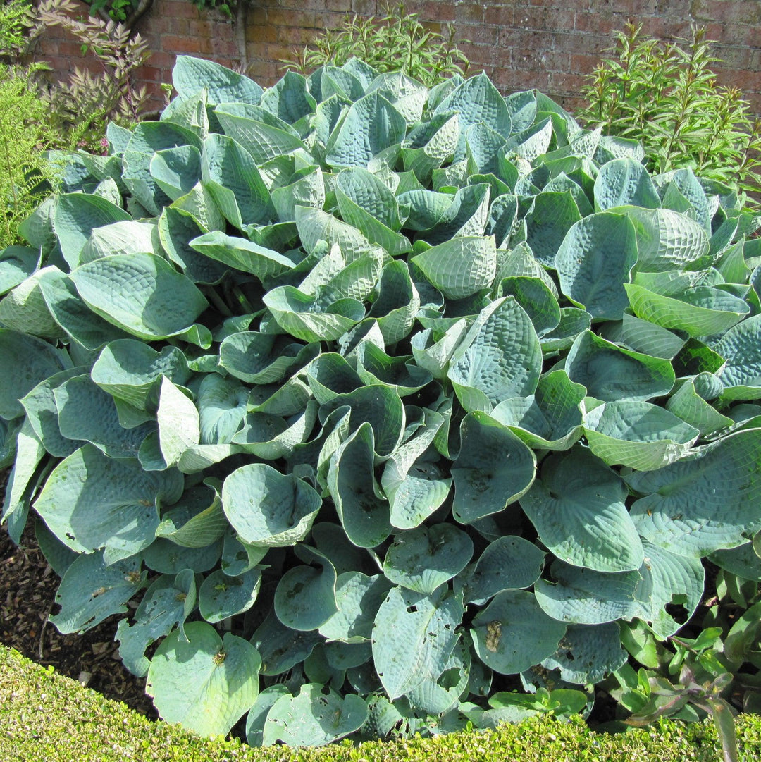 Hosta x 'Big Daddy' ~ Big Daddy Hosta