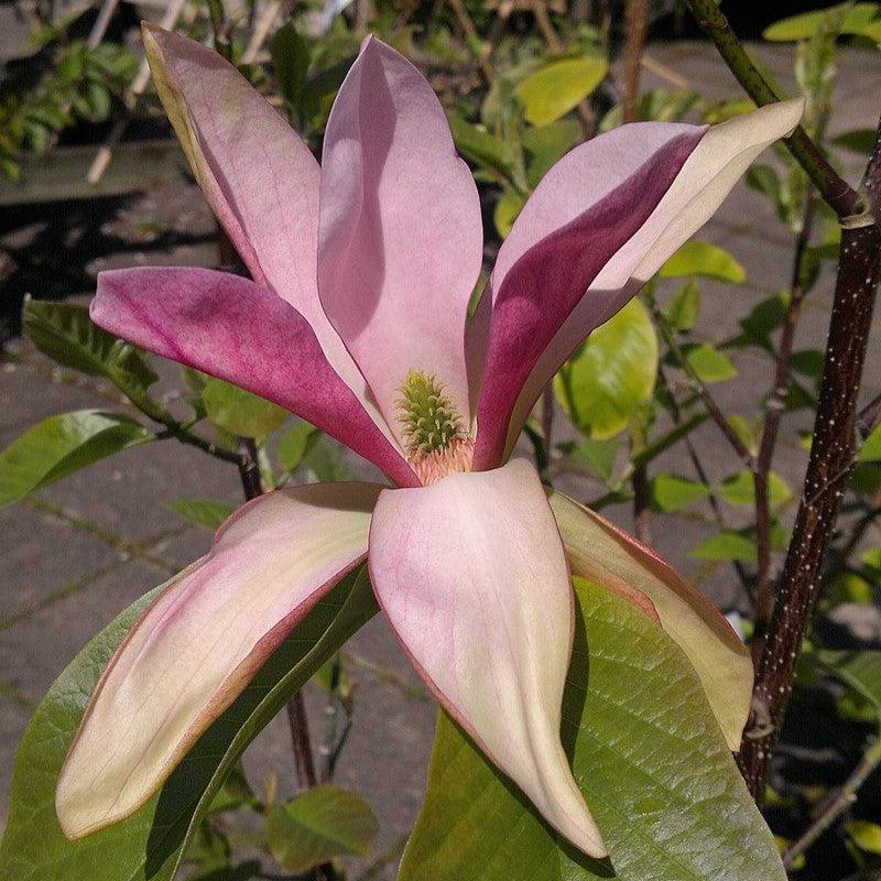 Magnolia x 'Daybreak' ~ Daybreak Magnolia