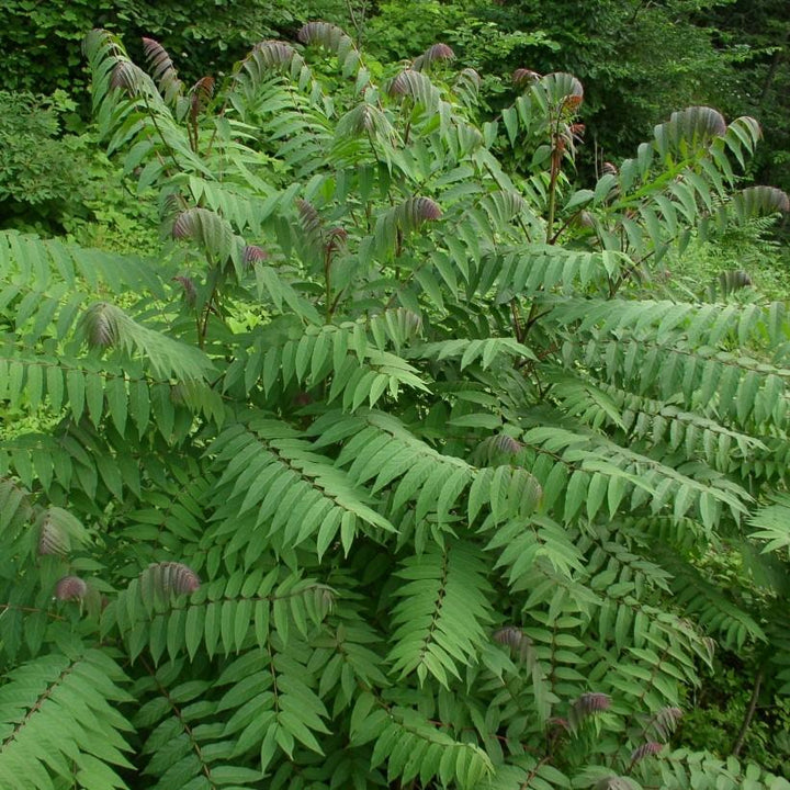 Rhus glabra ~ Zumaque liso