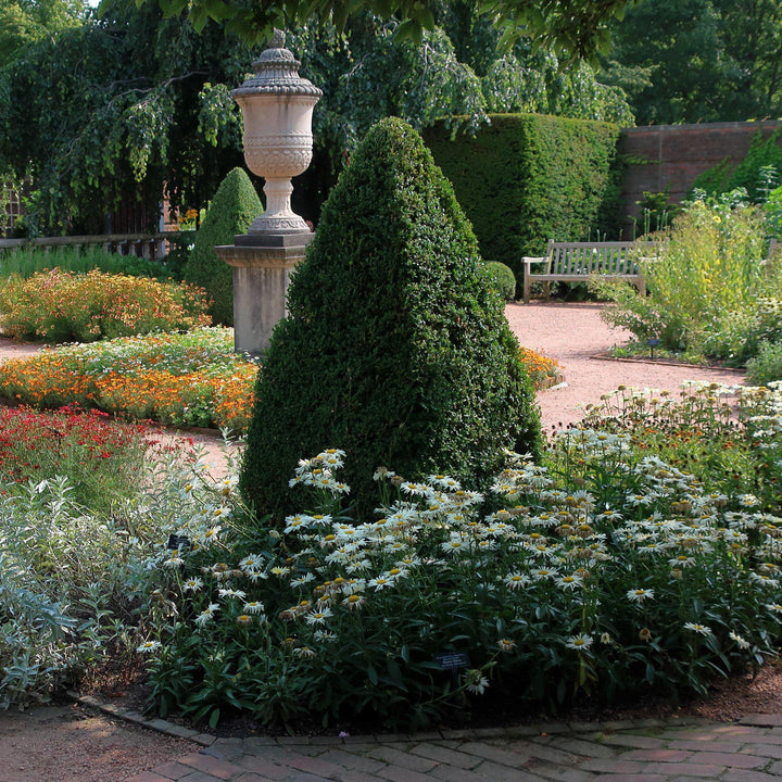 Buxus 'Montaña Verde' ~ Boj de Montaña Verde