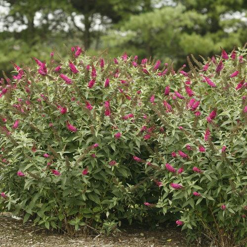 Buddleia 'Miss Molly' ~ Miss Molly Butterfly Bush