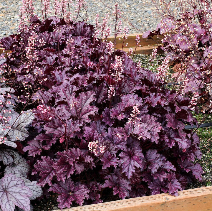 Heuchera x 'TNHEUFP' ~ Forever® Purple Coral Bells