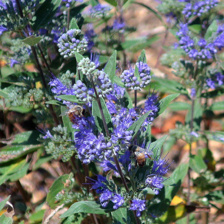 Caryopteris x clandonensis ‘Blue Mist' ~ Blue Mist Bluebeard