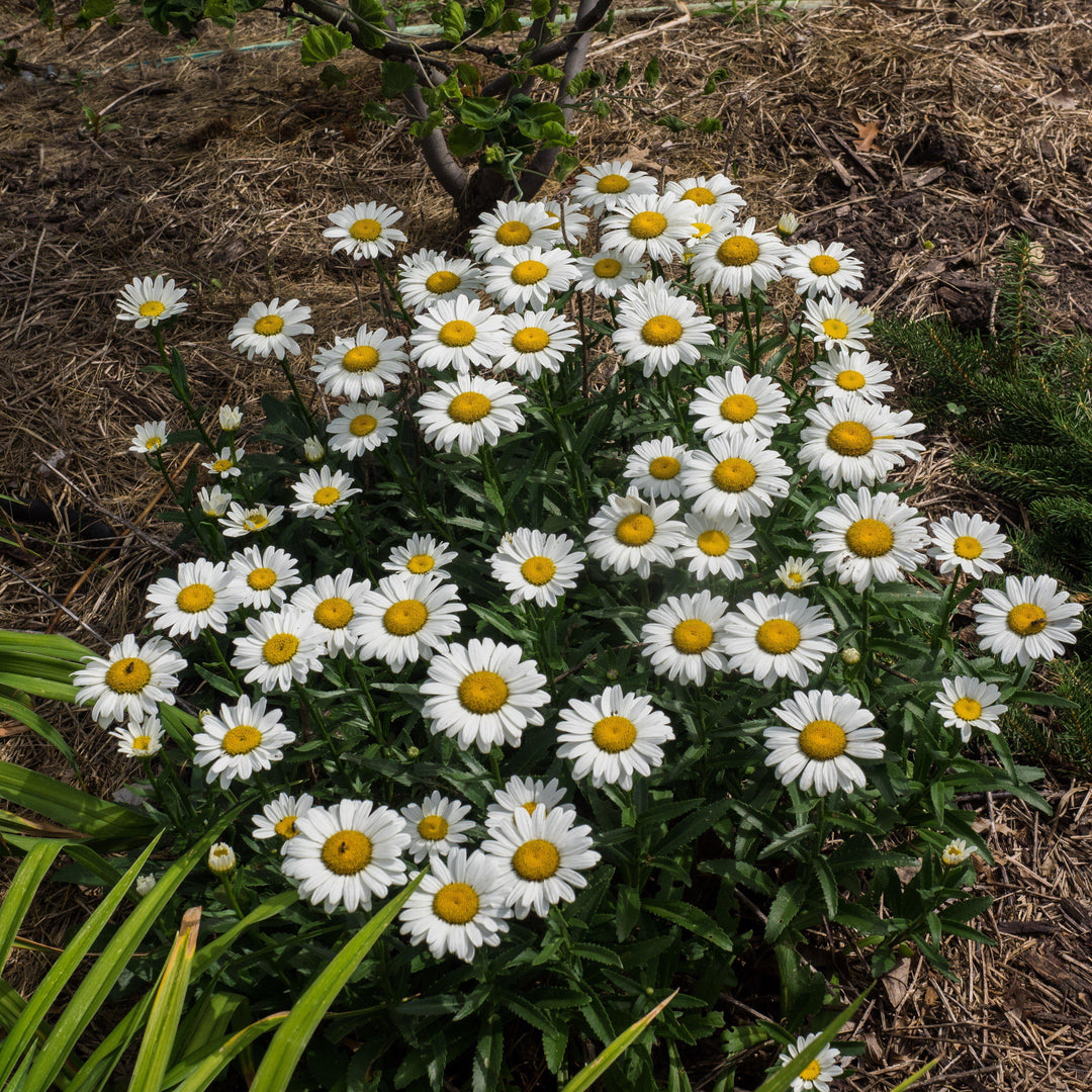 Leucanthemum x superbum 'Snowcap' ~ Snowcap Shasta Daisy