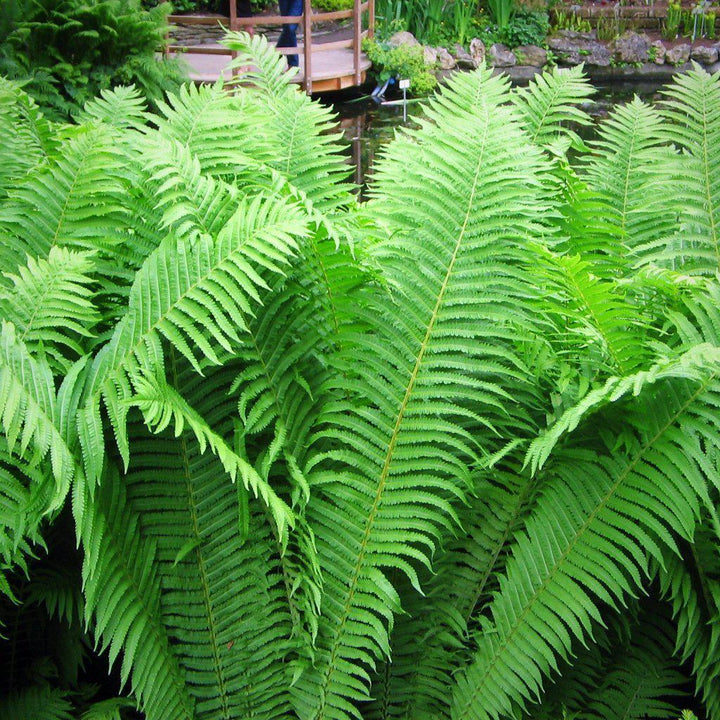 Matteuccia struthiopteris ~ Ostrich Fern