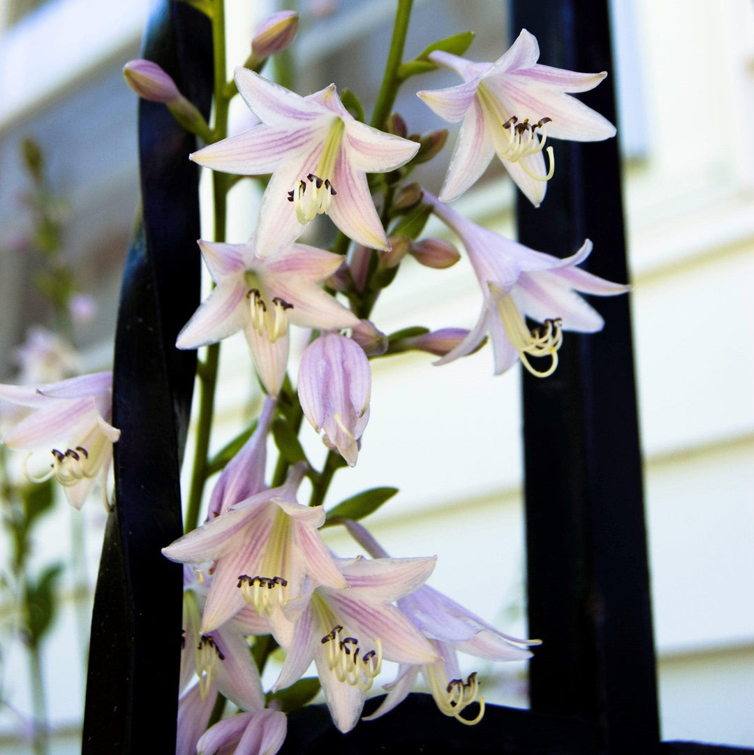 Hosta 'Blue Angel' ~ Blue Angel Hosta